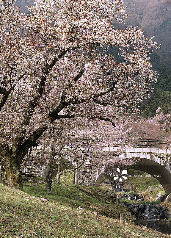 日本岐阜县池田市釜谷樱花图片素材