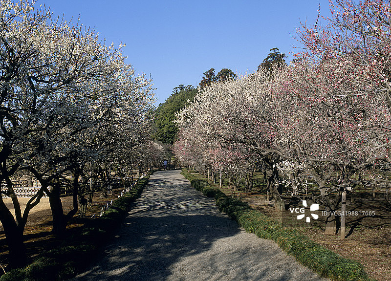 日本茨城县水户市偕乐园图片素材