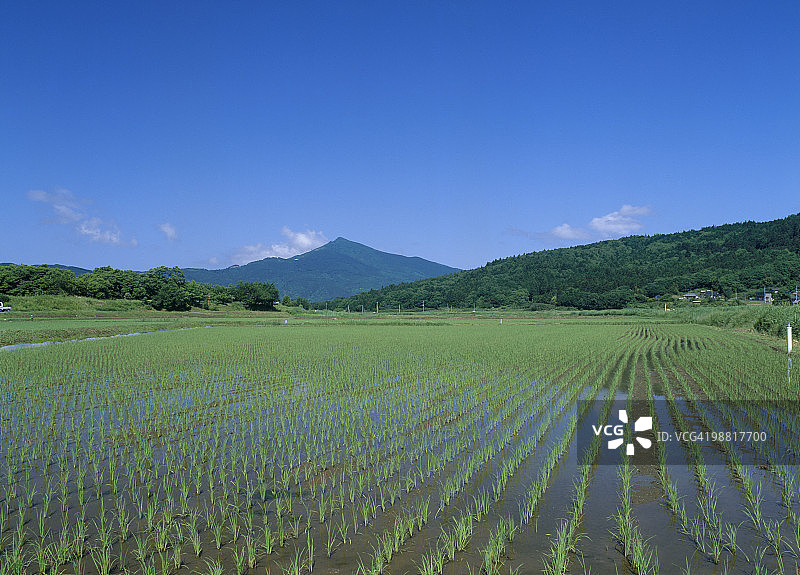 日本茨城县石冈市稻田图片素材