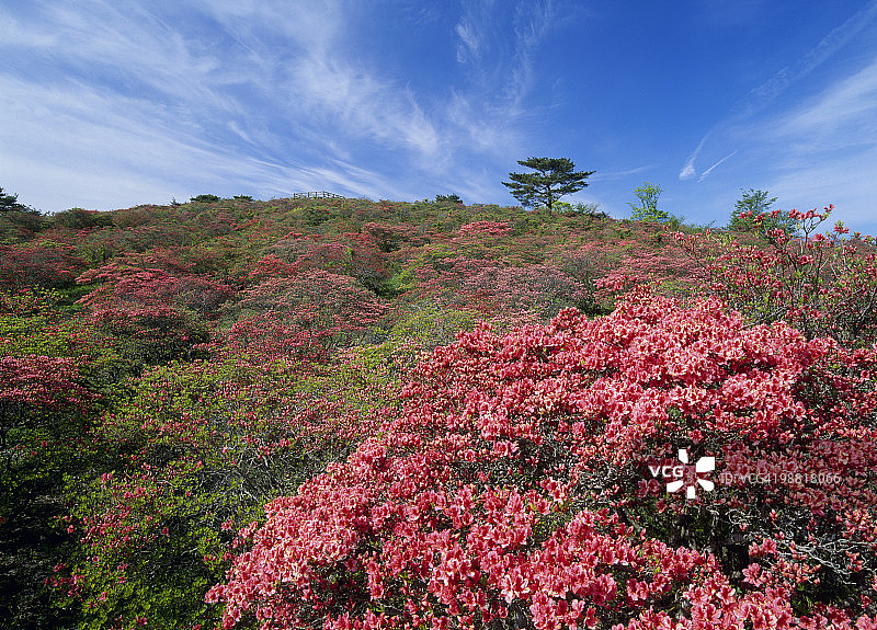 日本福岛县田村市的杜鹃花图片素材