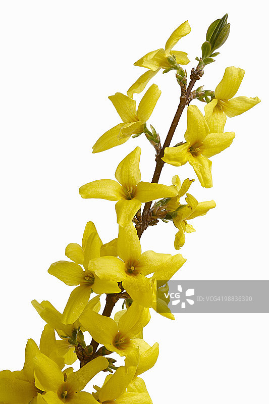 迎春花图片素材