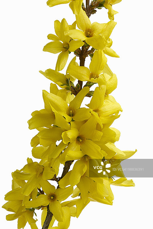 迎春花图片素材