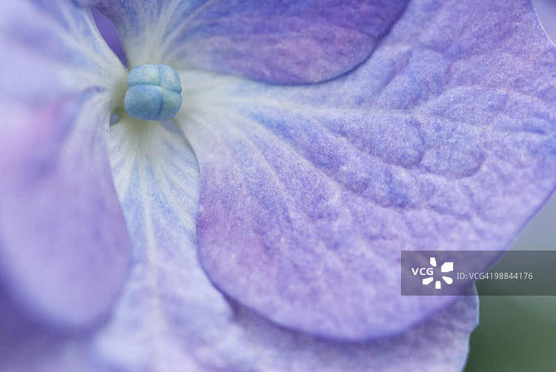 紫色绣球花特写图片素材