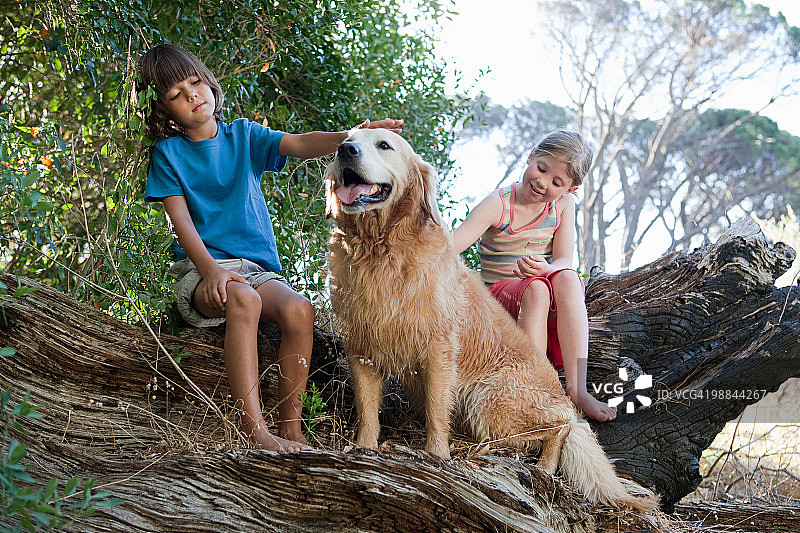 孩子们和金毛犬在树干上图片素材