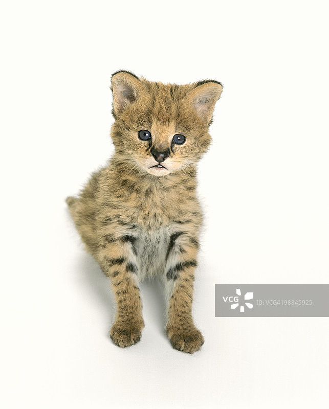 非洲薮猫幼崽肖像图片素材
