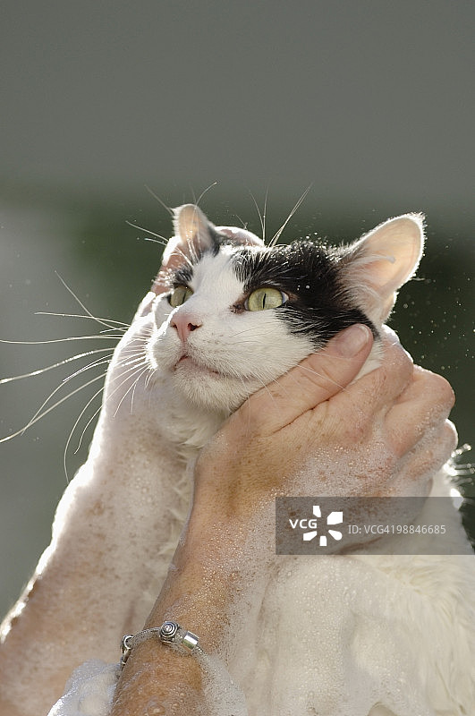猫咪洗澡图片素材