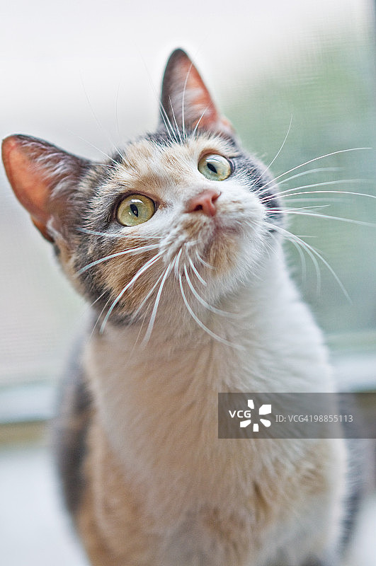 淡色玳瑁猫图片素材