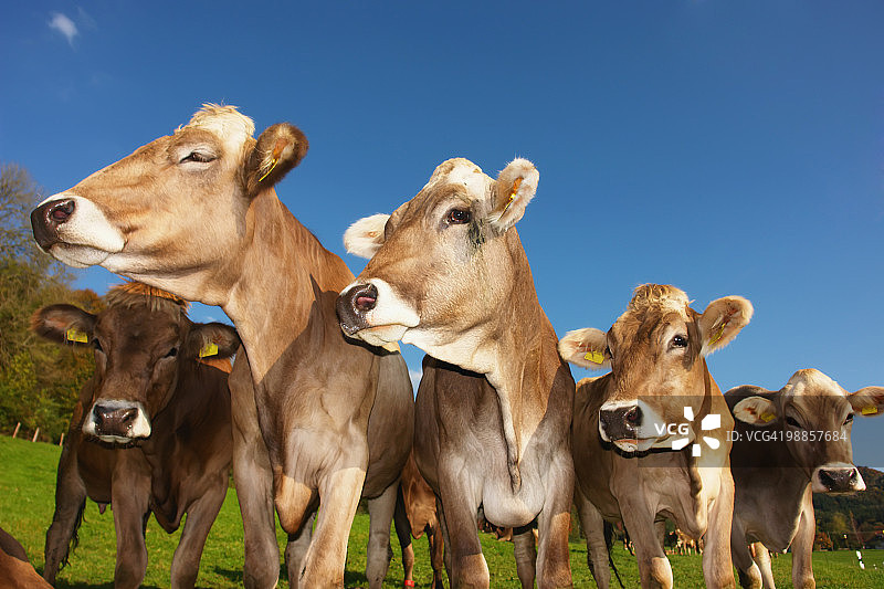 阿尔高地区的奶牛图片素材