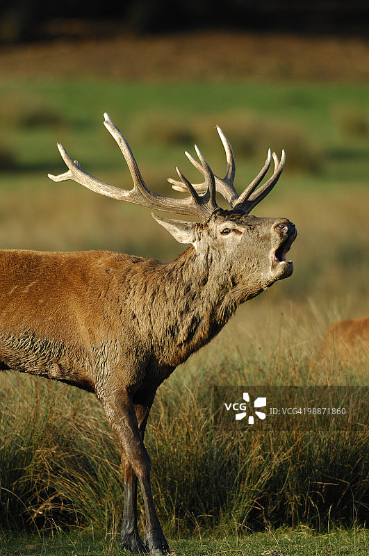 咆哮的马鹿（Cervus elaphus）图片素材