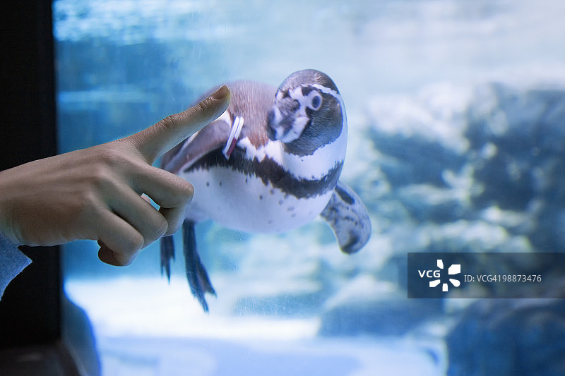 在水族馆里看企鹅的女人图片素材