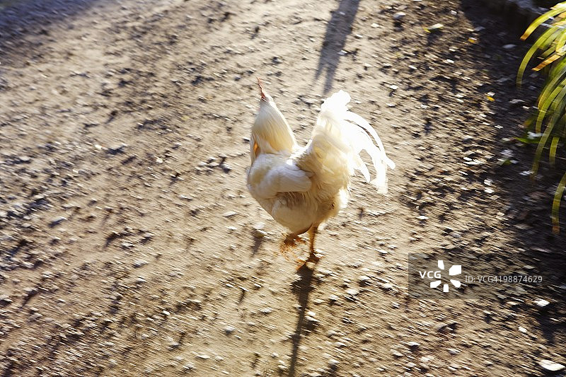 奔跑的鸡图片素材