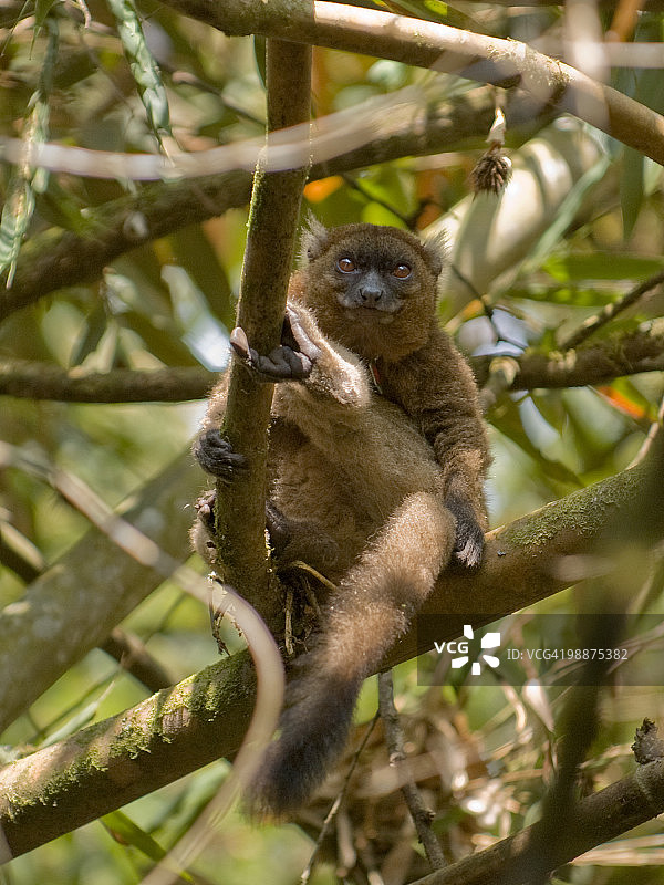 大竹狐猴图片素材