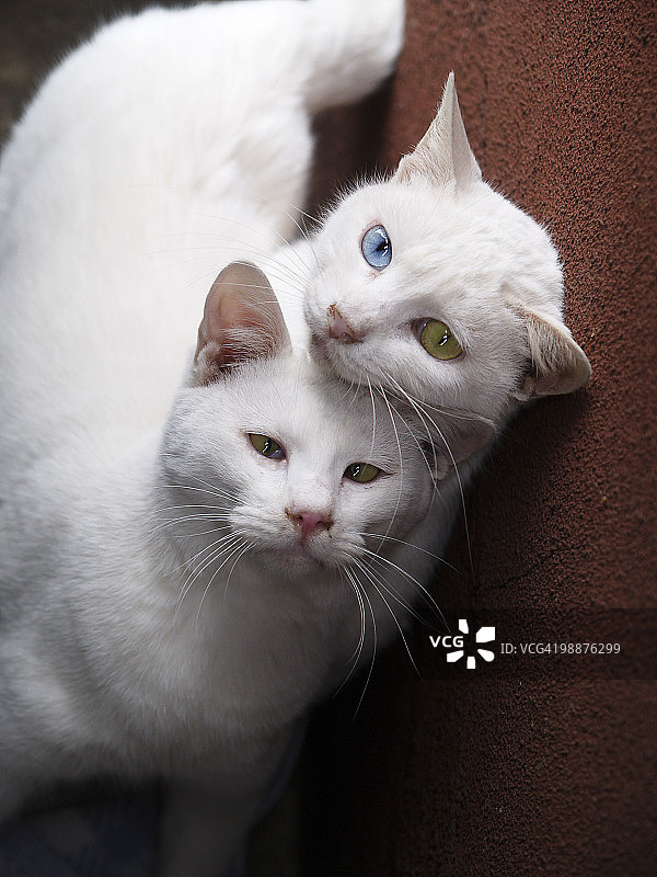 流浪猫图片素材