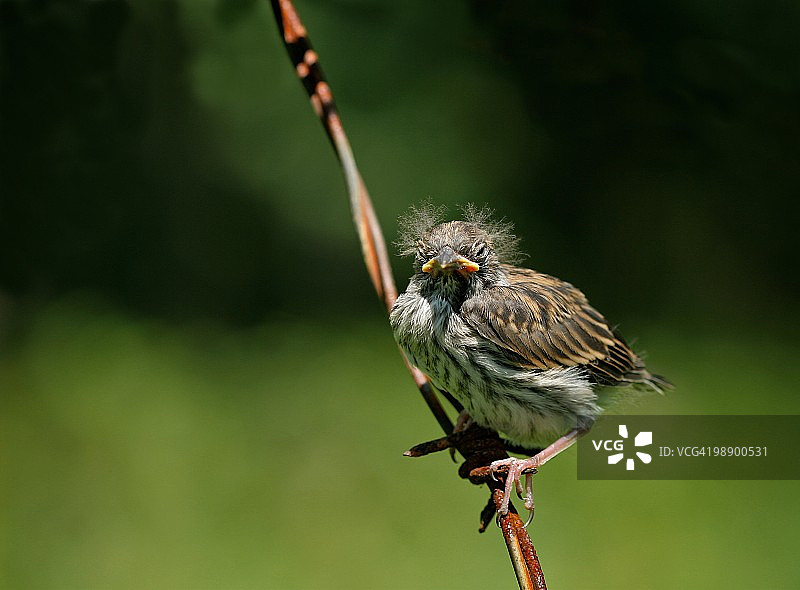 鸣雀雏鸟图片素材