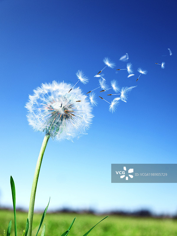 蒲公英图片素材