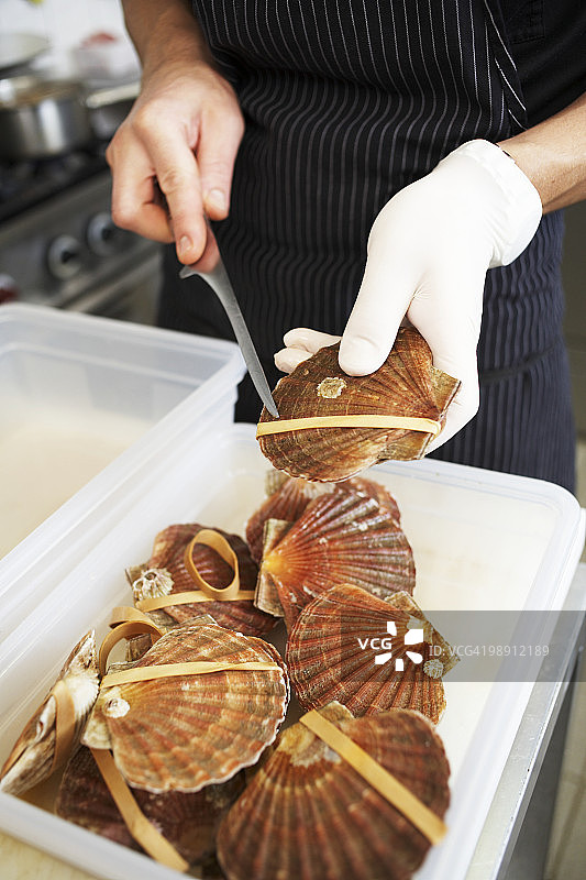 去除鲜扇贝上的橡皮筋，高角度特写图片素材