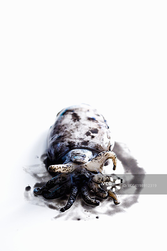 白色背景上的鱿鱼墨汁特写图片素材