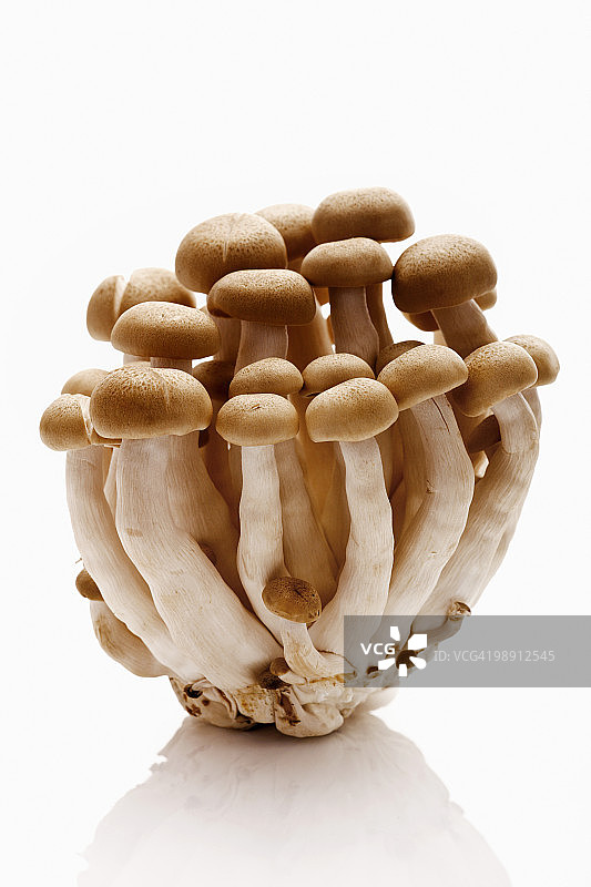 白色背景上的真姬菇特写图片素材