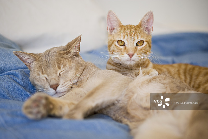 橘色虎斑小猫和棕褐色猫图片素材
