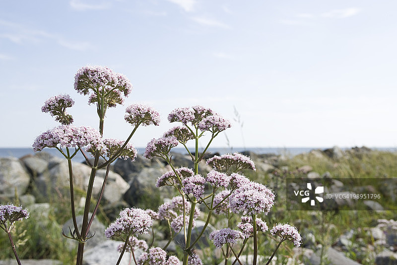 缬草（Valeriana officinalis）图片素材