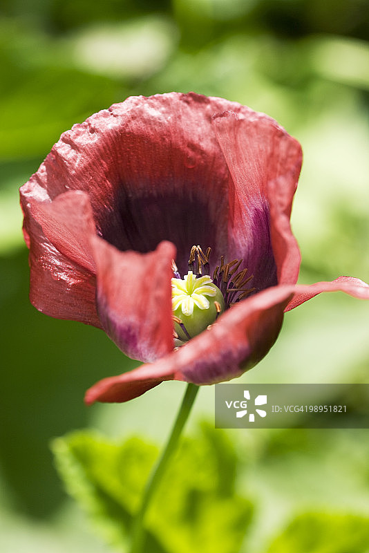 罂粟（Papaver somniferum）图片素材