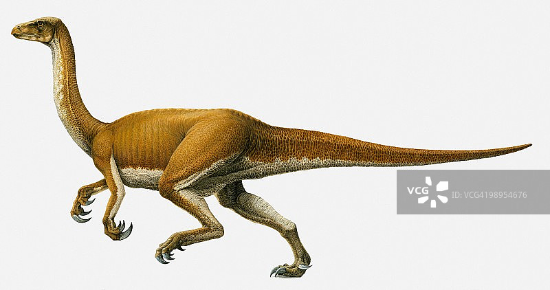 思格图龙侧视图插画图片素材