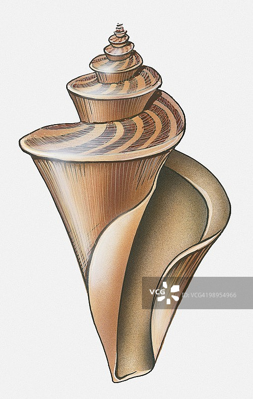 螺旋腹足纲贝壳插画图片素材
