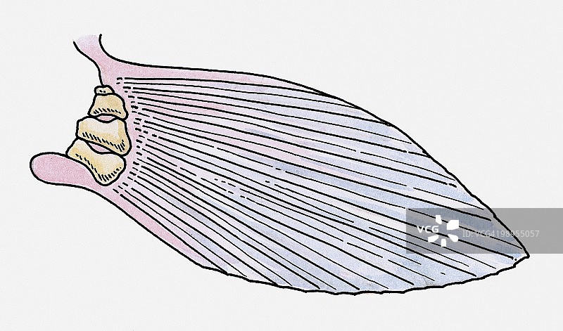 史前辐鳍鱼鱼鳍插画图片素材