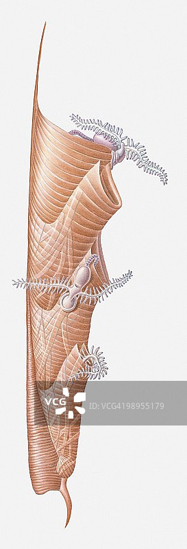 笔石群落插画，寒武纪-石炭纪图片素材