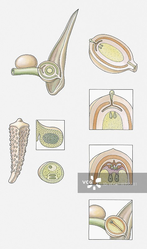 苏铁（裸子植物）的受精示意图，显示雌球果、雄球果、雄球果的孢子囊、花粉粒、受精前的胚珠、捕获花粉的胚珠、正在发生的受精、正在成熟并准备释放的种子图片素材