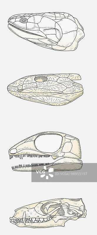 四种脊椎动物头骨插画：肉鳍鱼、早期四足动物、早期爬行动物、哺乳动物图片素材