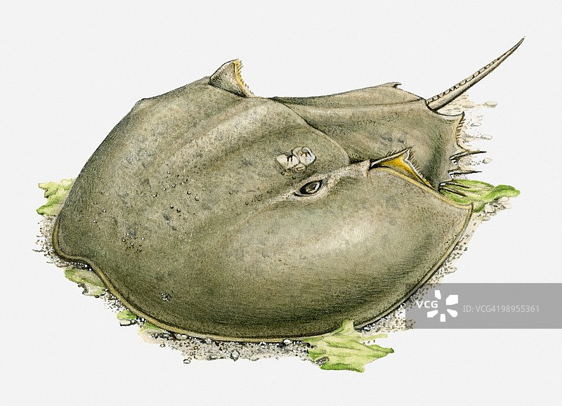 海洋底部的鲎（Limulidae）插画图片素材