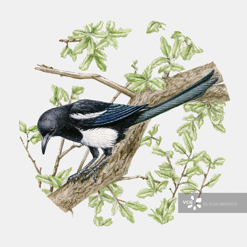 栖息在树上的喜鹊（Pica pica）插画图片素材