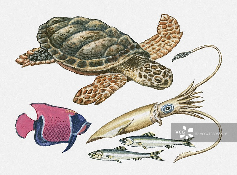 乌龟、鱿鱼、沙丁鱼和天使鱼插图图片素材
