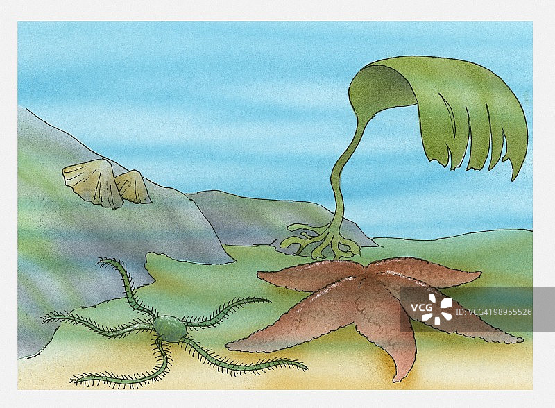 水下帽贝、海星和海带插图图片素材