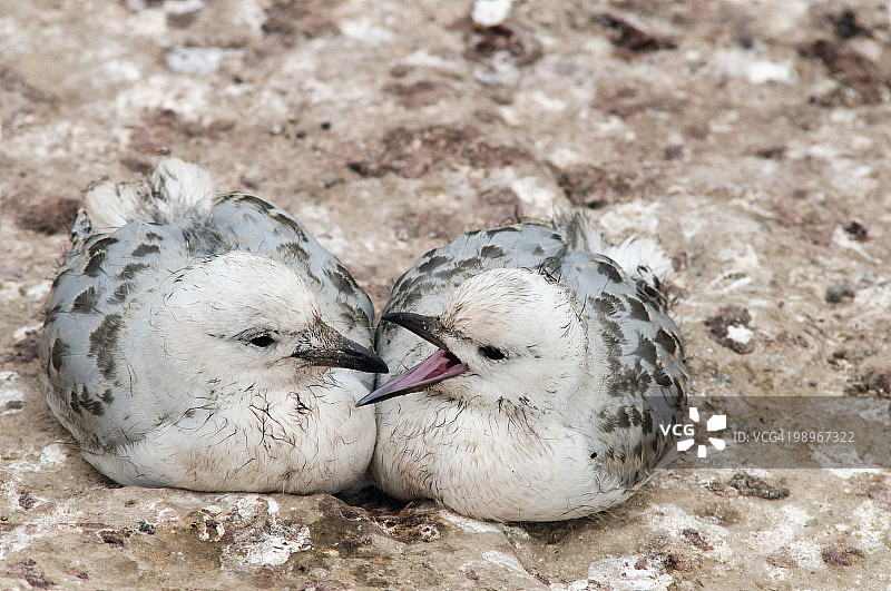 新西兰南岛沙格角的幼年红嘴鸥（Larus novaehollandiae）图片素材
