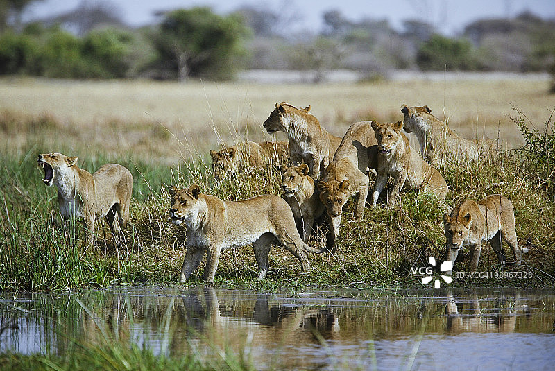 一群母狮（Panthera leo）走向小溪图片素材