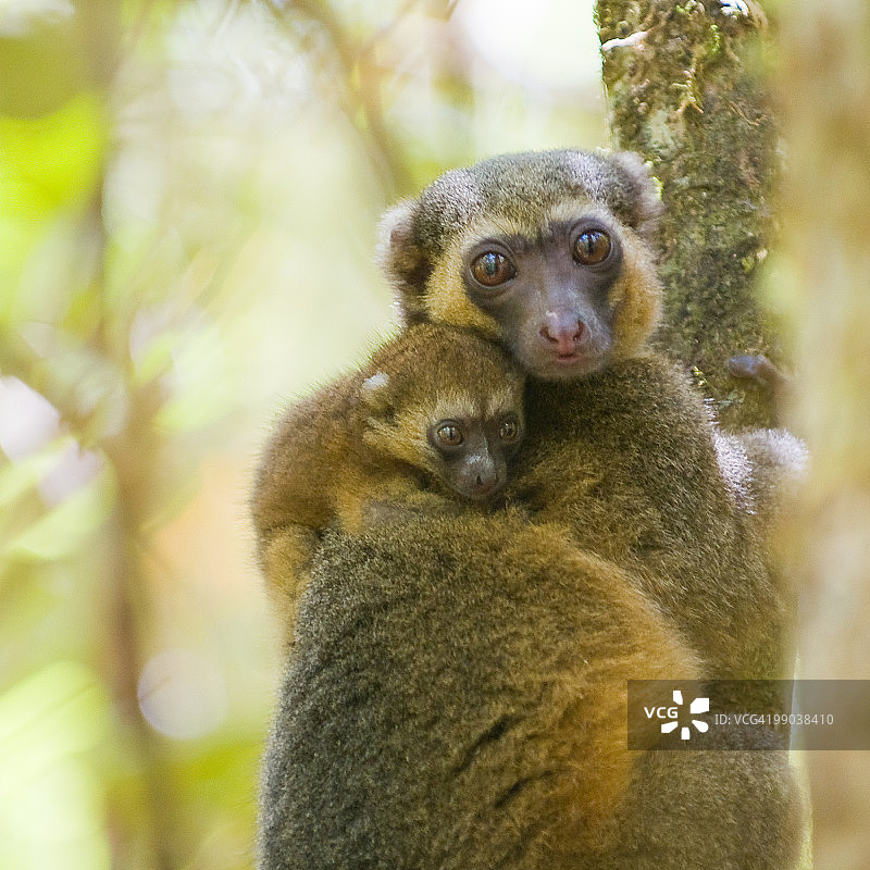 竹狐猴与幼崽图片素材