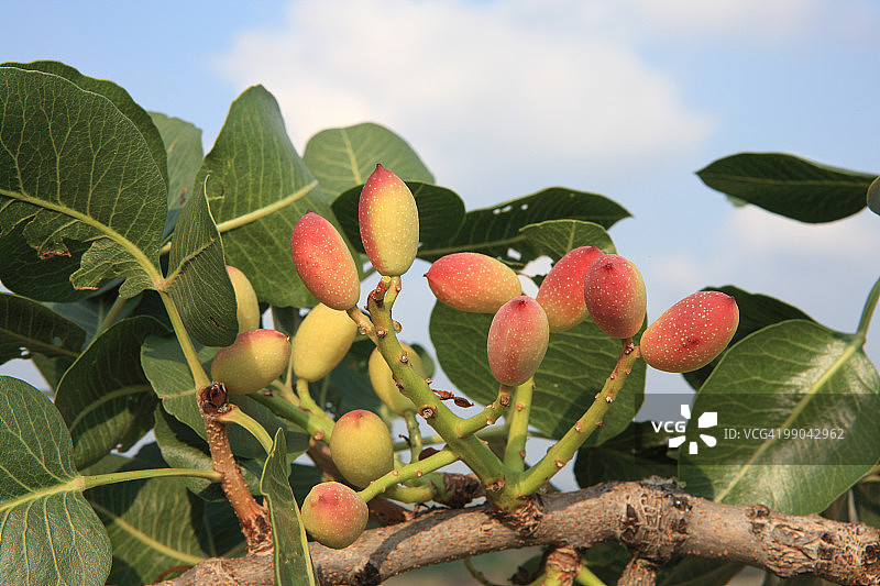 开心果图片素材