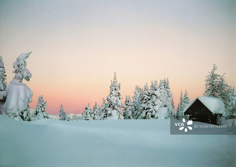 白雪皑皑的圣诞树图片素材