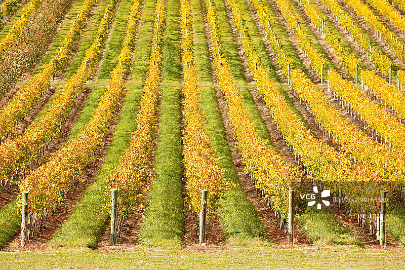 澳大利亚塔斯马尼亚葡萄园图片素材
