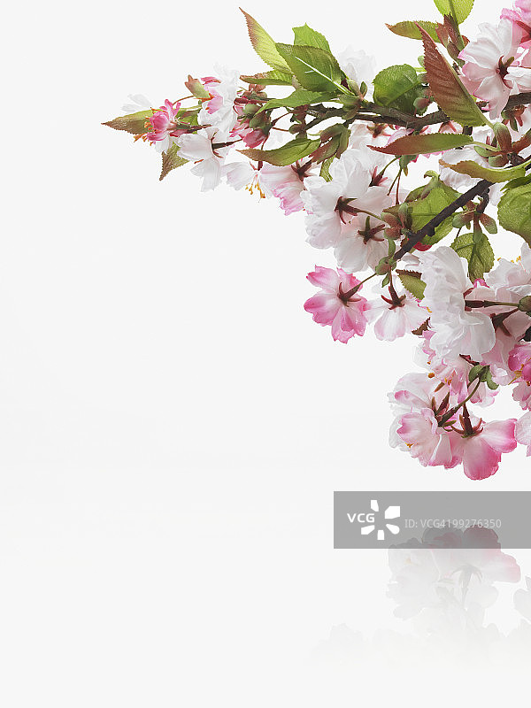 苹果花图片素材