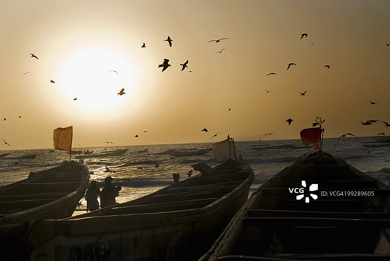 会飞的鸟图片素材