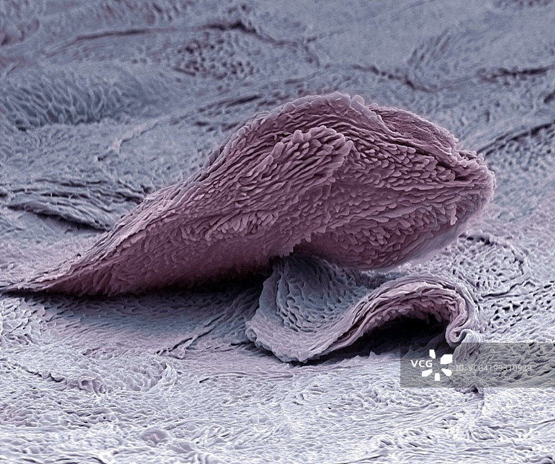 皮肤细胞，扫描电子显微镜图片素材