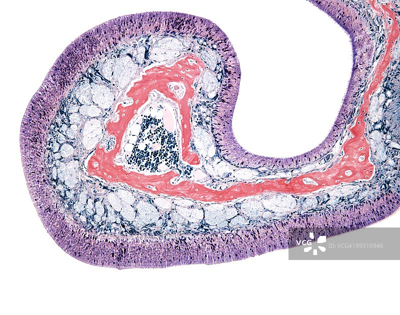 鼻腔内膜，显微照片图片素材