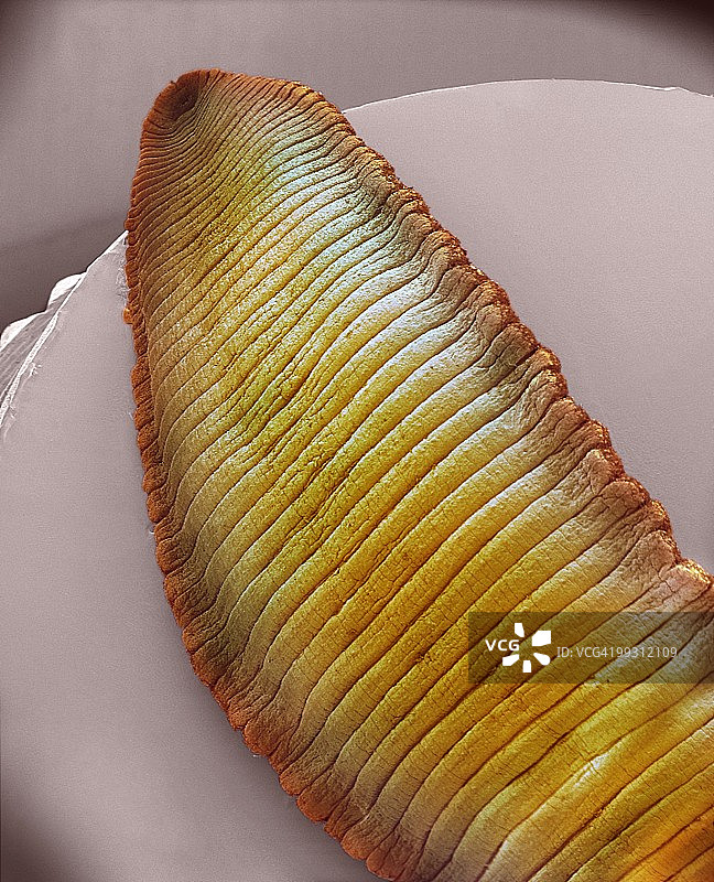 水蛭，扫描电子显微镜图片素材