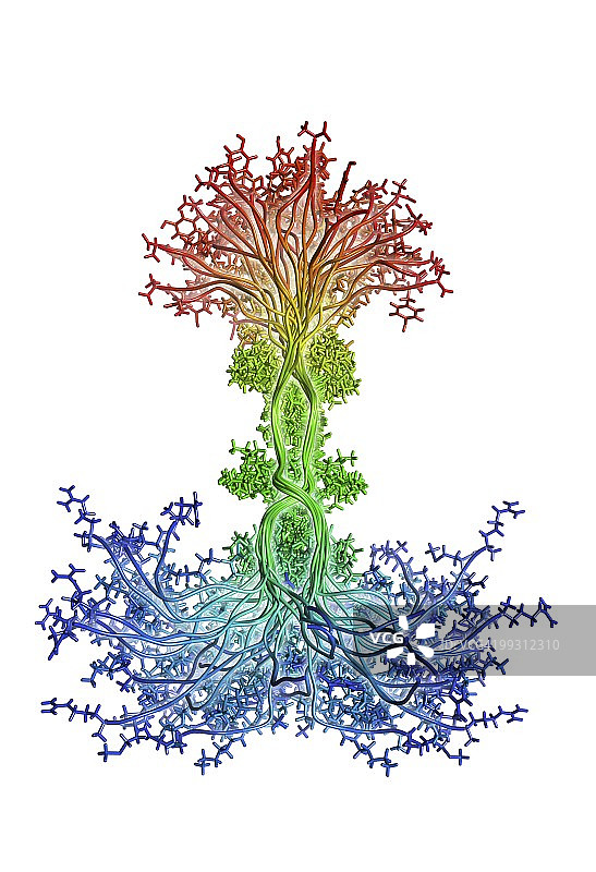 多配体聚糖蛋白-4分子图片素材