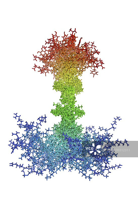 多配体聚糖蛋白-4分子图片素材