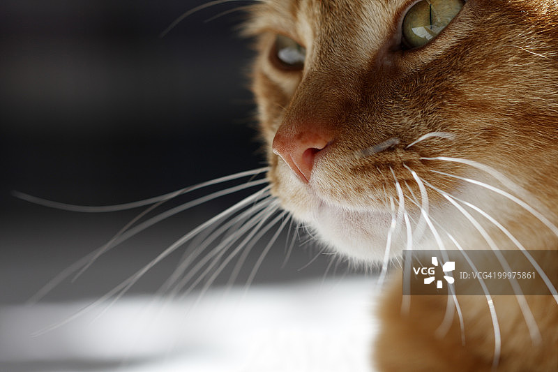 猫的脸图片素材
