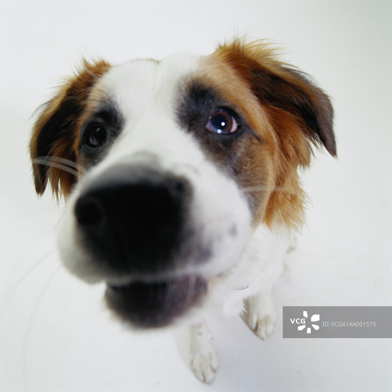 澳大利亚牧羊犬和拳师犬特写图片素材